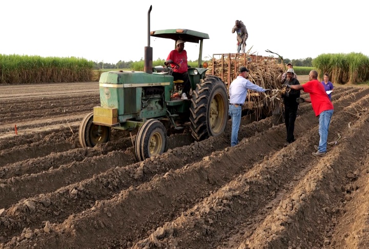 Sugarcane research bolstered by donation from Harry L. Laws & Company